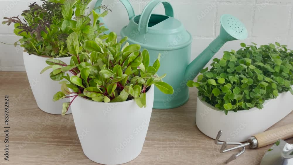 Indoor Herb Garden Kit With Fresh Green Plants Indoor Herb Garden Kit With Fresh Green Plants