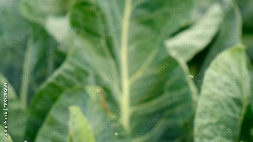 whitefly on cabbage leaves in the garden. Selective focus. whitefly on cabbage leaves in the garden. Selective focus.