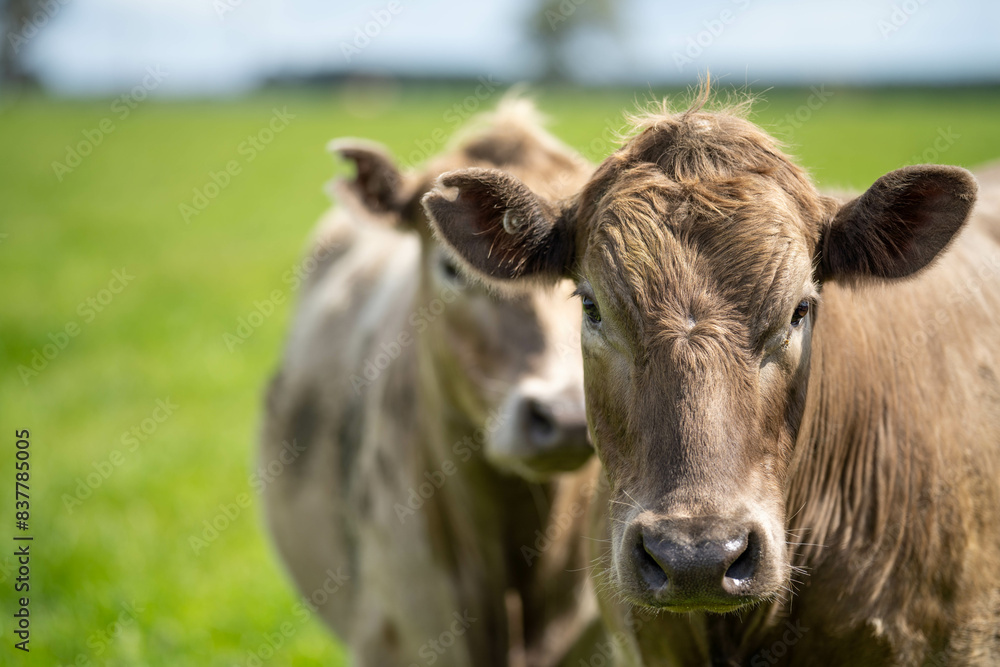 livestock restoring landscape through farming with cows livestock restoring landscape through farming with cows