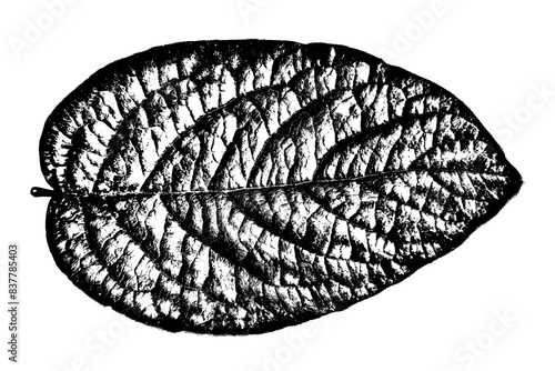 Black leaf realistic texture overlay isolated on white background. Dark stamp with foliage, old, grunge, grainy, vintage, worn, dust effect. Abstract leaves macro. Plant pattern closeup. Vector EPS 10 © sergio34
