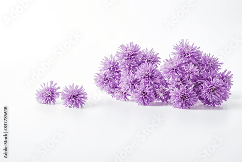 Purple Flowers on White Background