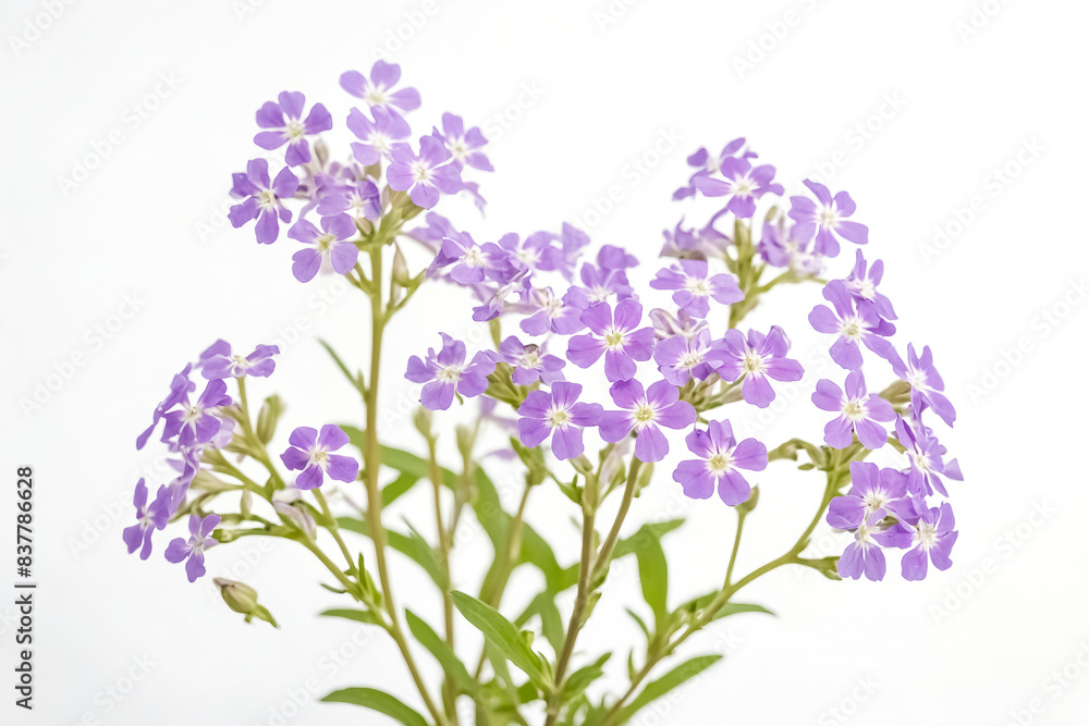 Obraz premium Close-up of Purple Flowers on White Background