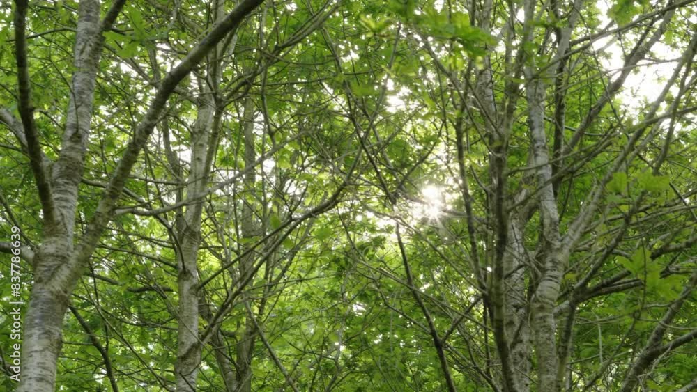 Sun Flare Flickering Through Green Trees in Summertime - Slow Motion Sun Flare Flickering Through Green Trees in Summertime - Slow Motion