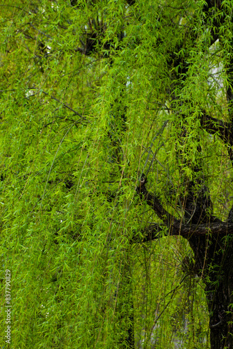 Tokyo, Japan APRIL 2024 : willow in the spring time of the year in Kokyogaien National Gardens on a cloudy day 