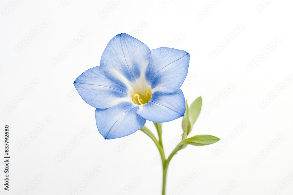 Single Blue Flower on White Background Single Blue Flower on White Background