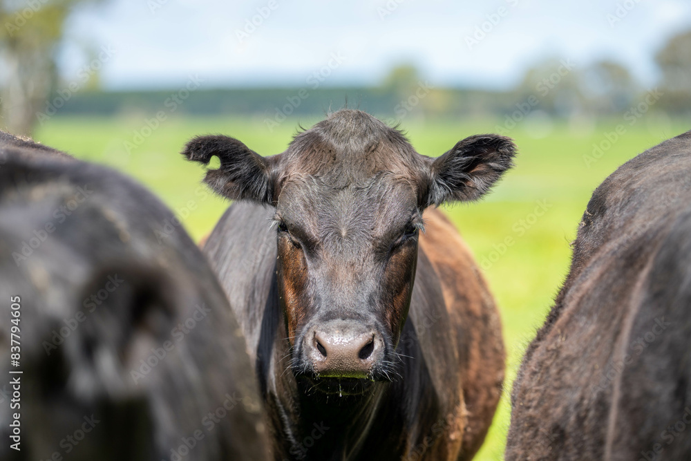 Stud Beef bulls, cows and calves grazing on grass in a field, in Australia. breeds of cattle include speckled park, murray grey, angus, brangus and wagyu on long pasture in spring and summer