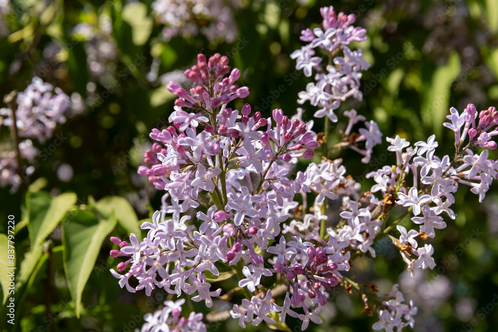 new lilac flowers in the spring season new lilac flowers in the spring season