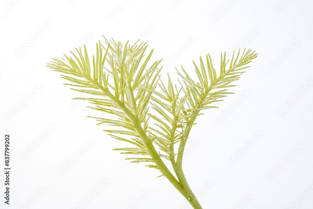 Single Green Plant Branch With Water Droplets Single Green Plant Branch With Water Droplets