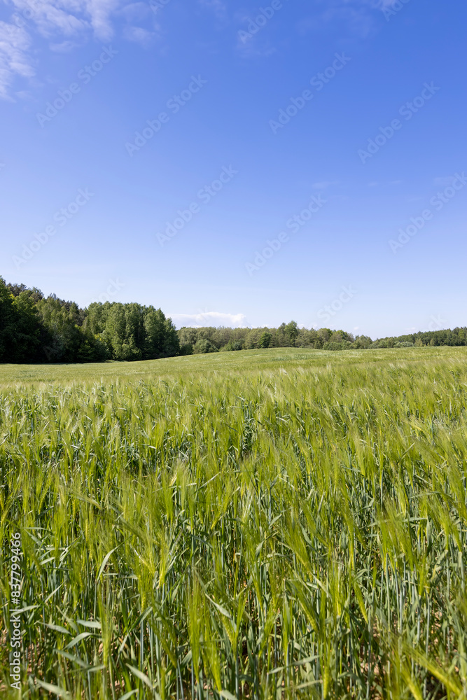a field with green unripe barley in spring in windy weather a field with green unripe barley in spring in windy weather