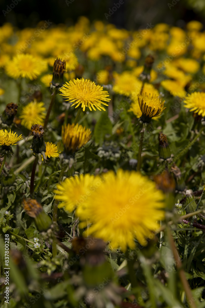 Beautiful wild yellow dandelions in the green grass in spring