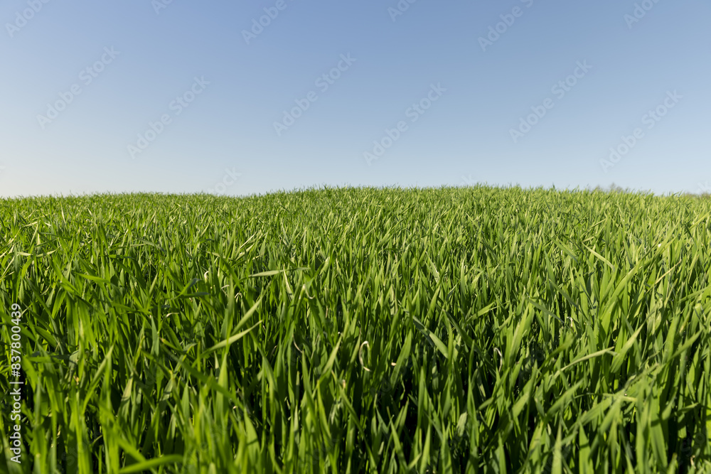 a green wheat field in the spring season a green wheat field in the spring season