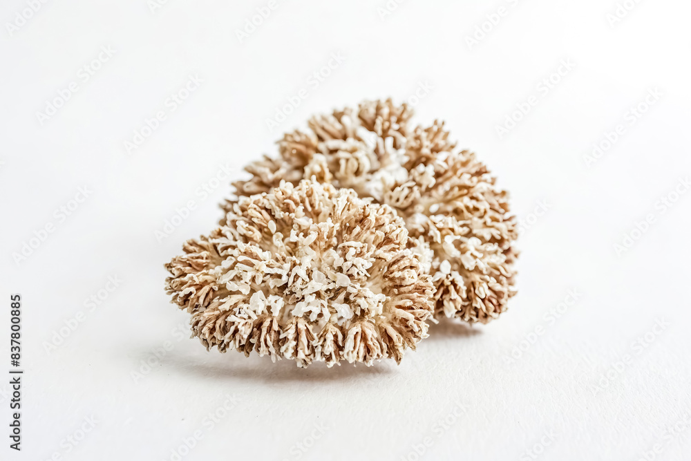 Close-up of Dried White and Brown Flower Buds on a White Background Close-up of Dried White and Brown Flower Buds on a White Background