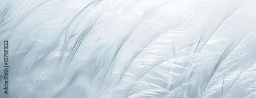 Wallpaper Mural Serene White Feathers Textured Background Torontodigital.ca
