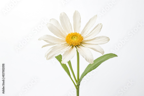 White Daisy Flower with Yellow Center on a White Background