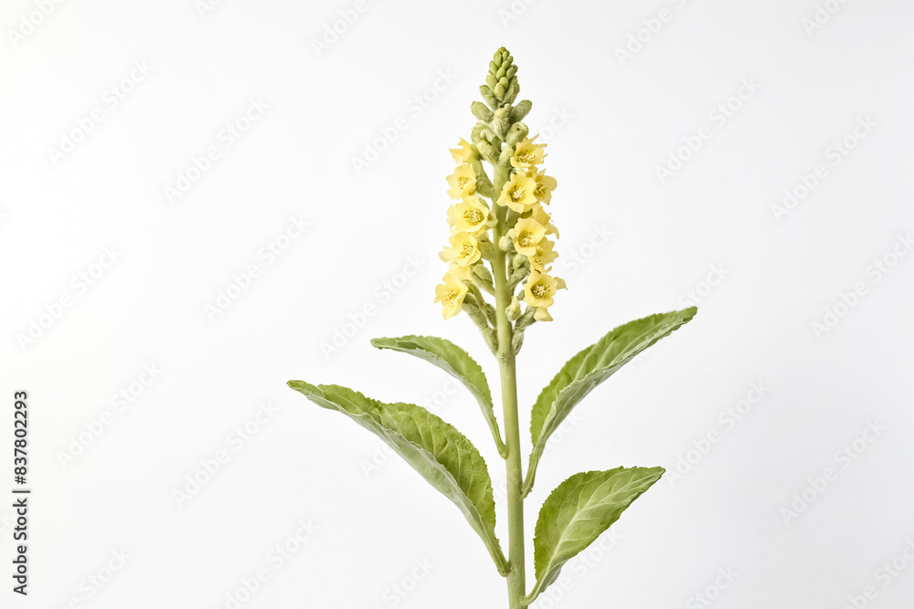 Single yellow flower with green leaves on a white background Single yellow flower with green leaves on a white background