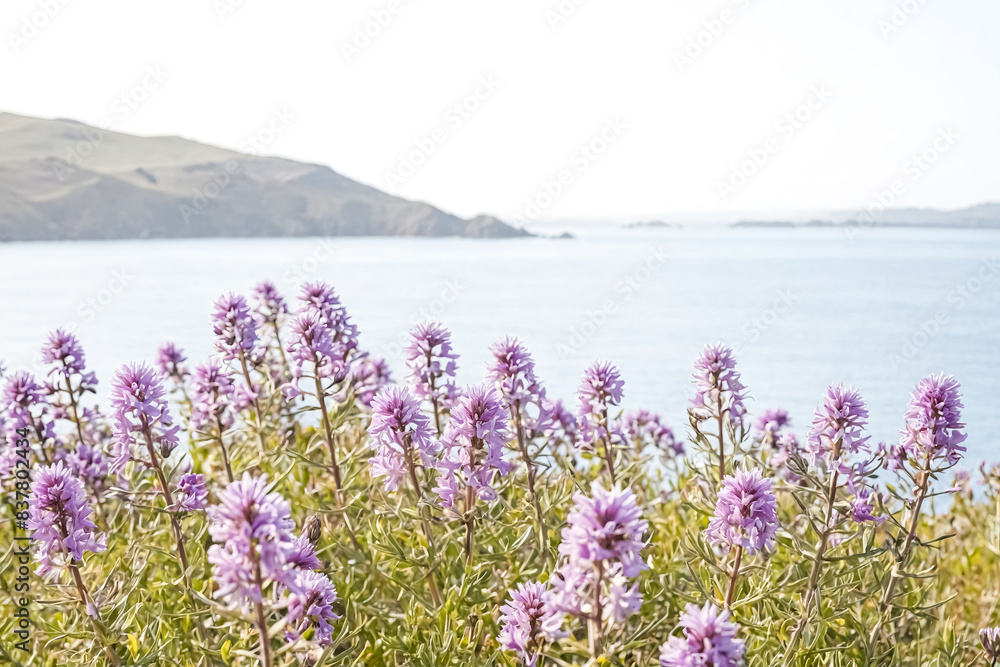 Obraz premium Purple Flowers Blooming on a Coastal Cliff