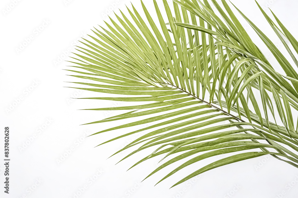 Obraz premium Green Palm Leaf on White Background