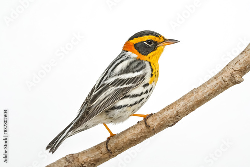 Black-throated Green Warbler Perched on a Branch
