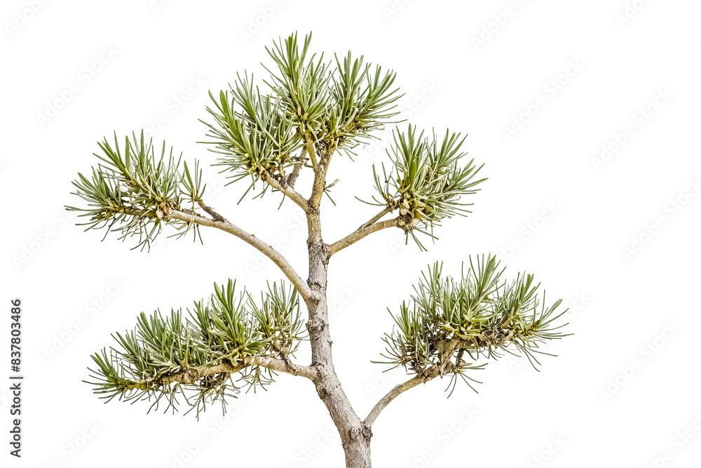 Green Pine Tree Branch Isolated on White Background Green Pine Tree Branch Isolated on White Background