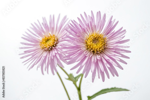 Pink Aster Flower on White Background
