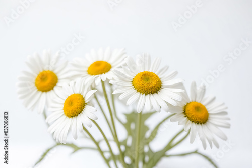 Close-up of delicate white daisies on a white background