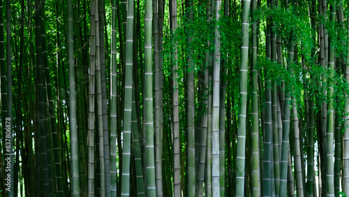 Tall  green bamboo trees swaying gently in the breeze  serene and lush.