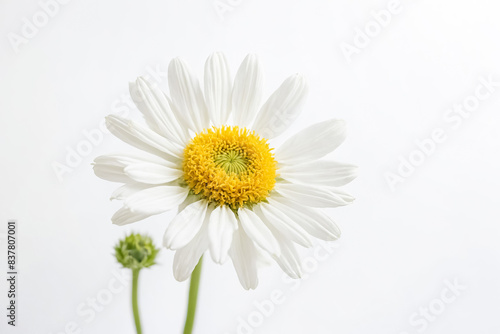 Single Daisy Flower on White Background