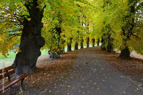 Lindenallee in Boizenburg photo