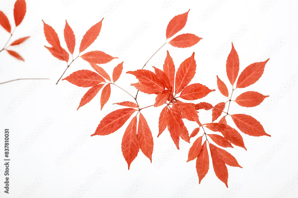Branch with red leaves against white background Branch with red leaves against white background