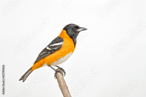 Baltimore Oriole Perched on a Branch photo