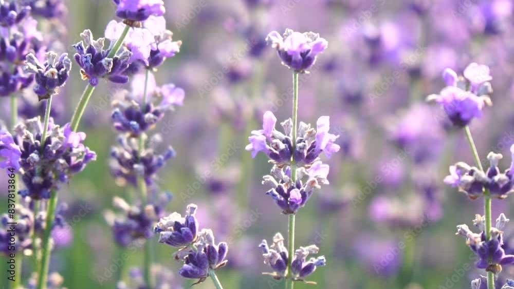 Lavender fields with fragrant purple flowers bloom at sunset. Lush lavender bushes in endless rows. Organic Lavender Oil Production in Europe. Garden aromatherapy. Slow motion, close up Lavender fields with fragrant purple flowers bloom at sunset. Lush lavender bushes in endless rows. Organic Lavender Oil Production in Europe. Garden aromatherapy. Slow motion, close up