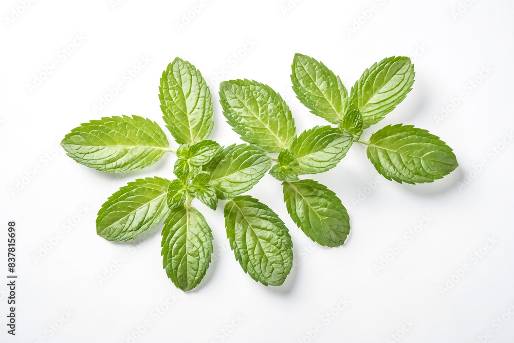 Fresh Mint Leaves on White Background Fresh Mint Leaves on White Background