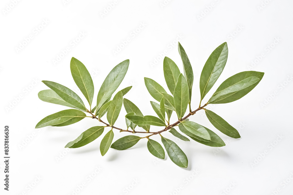 Bay Leaves on White Background Bay Leaves on White Background