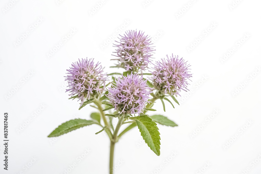Close-up of a Blooming Plant with Purple Flowers Close-up of a Blooming Plant with Purple Flowers