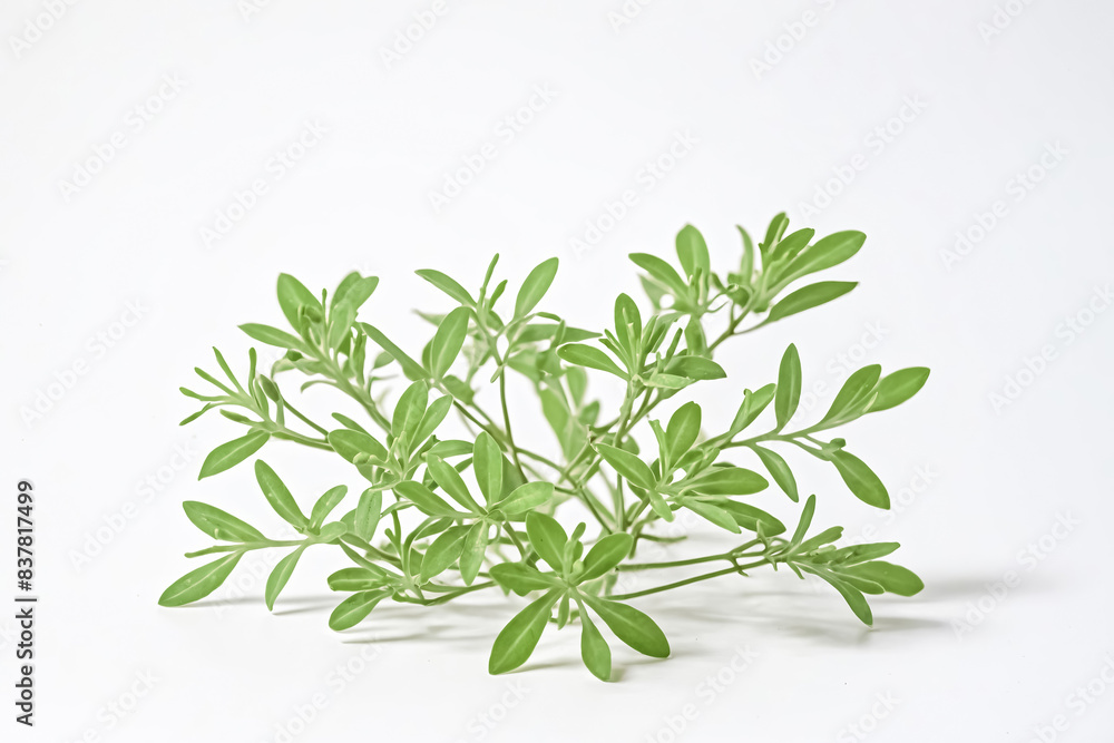 Fototapeta premium Green Plant Sprig on White Background