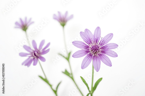 Close-up of a Delicate Purple Flower on a White Background