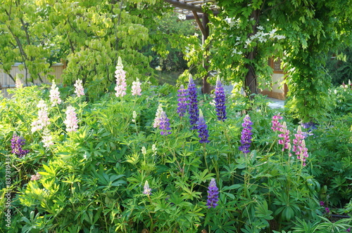 Blooming lupin in the park. Plants and flowers.