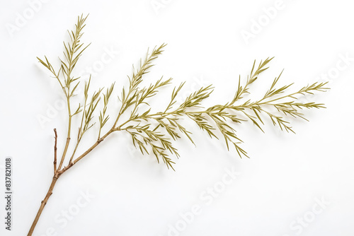 Sprig of Green Leaves on White Background