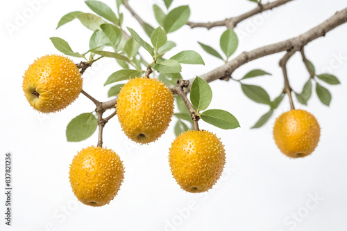 Spiky Yellow Fruits on a Branch photo