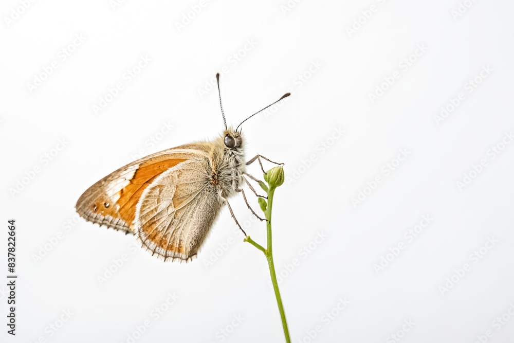 Obraz premium Butterfly on a Bud