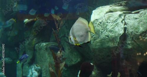Orbicular Batfish And Other Tropical Fishes Swimming In Aquarium. The Forum Shops In Las Vegas, Nevada. closeup shot photo