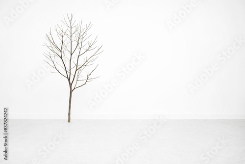 Single Bare Tree In White Room