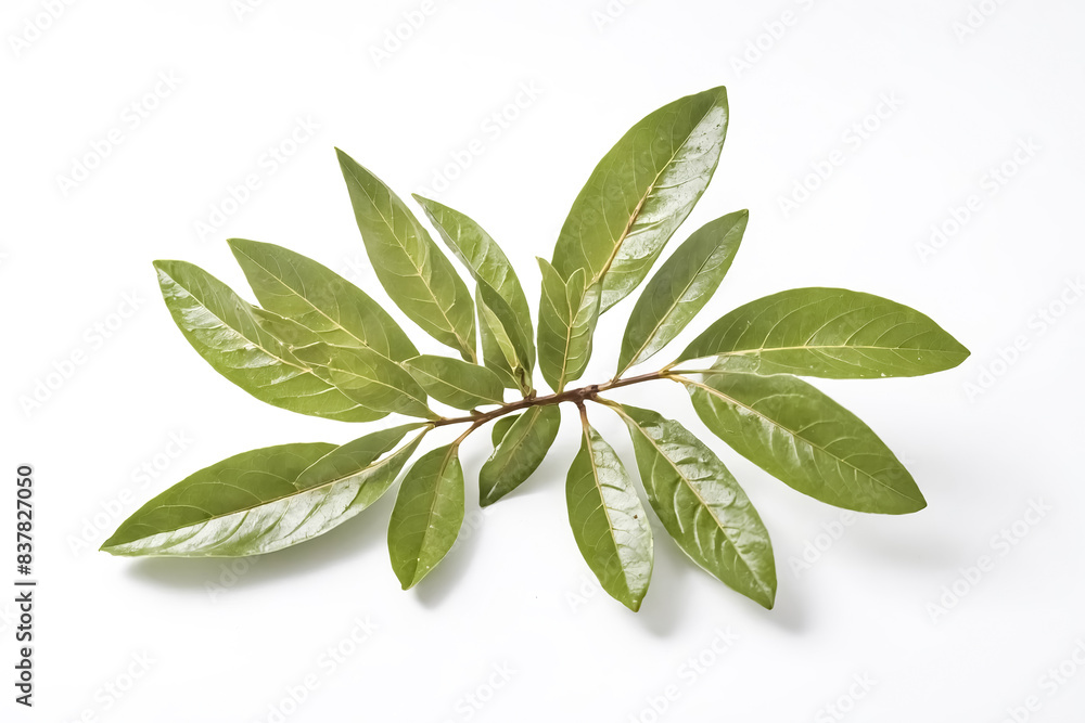 Green Leaf Branch Isolated on White Background Green Leaf Branch Isolated on White Background