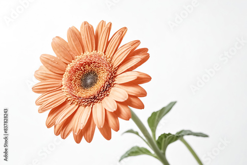 Single Orange Gerbera Daisy on White Background