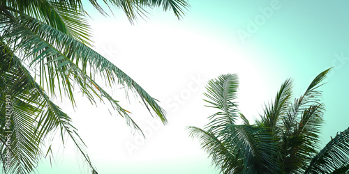 palm tree on the beach with summer background