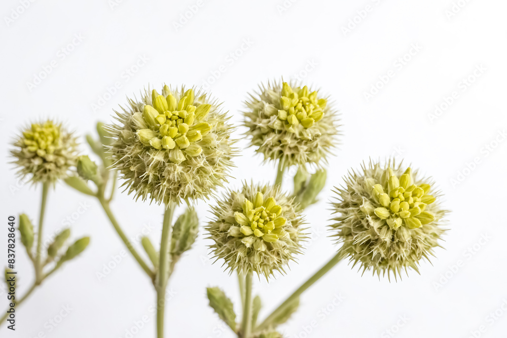 Obraz premium Spiky Green Flower on White Background