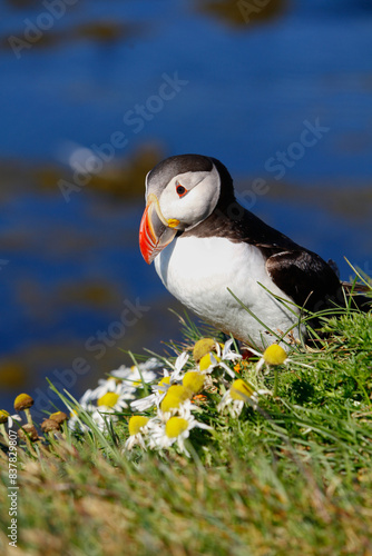 Beautiful puffin with marguerite flowers, westfjords, Iceland