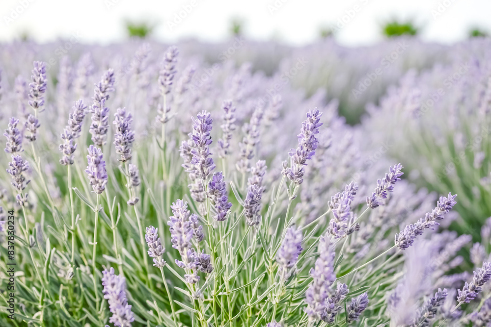Naklejka premium Blooming Lavender Field in Soft Focus