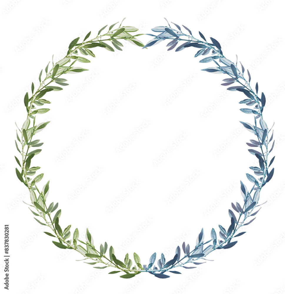 Fototapeta premium Couronne bicolore d’olivier, fond blanc 