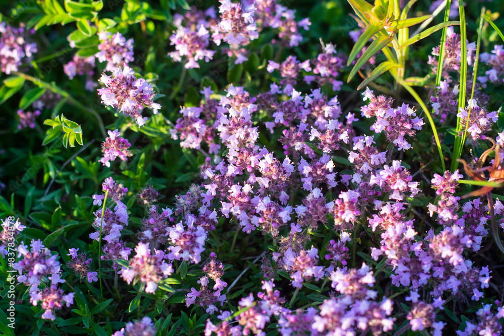 Fototapeta premium Thymus praecox Opiz